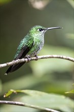 Green-crowned brilliant (Heliodoxa jacula), adult female sitting on a branch, Monteverde Cloud