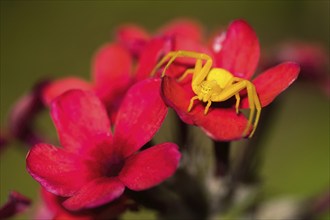 A yellow Goldenrod crab spider (Misumena vatia) sitting on an intensely red flower, surrounded by