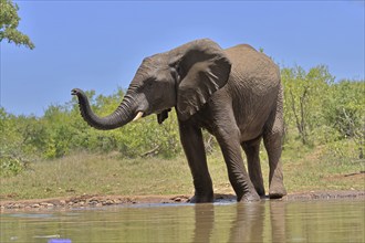 African elephant (Loxodonta africana), bull, male, at the water, Kruger National Park, Kruger