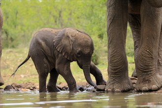 African elephant (Loxodonta africana), young animal, calf, baby elephant, mother, young animal with