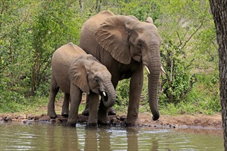 African elephant (Loxodonta africana), young animal, mother, mother with young animal, at the