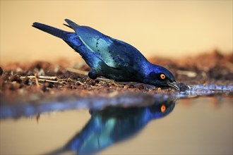 Red-shouldered Glossy Starling (Lamprotornis nitens), adult, at the water, drinking, Kruger