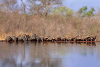 Zebra mongoose (Mungos mungo), adult, group, at the water, drinking, Kruger National Park, Kruger