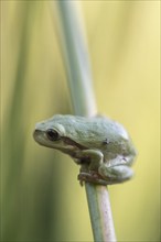 Tree frog (Hyla arborea), Lower Saxony, Germany, Europe