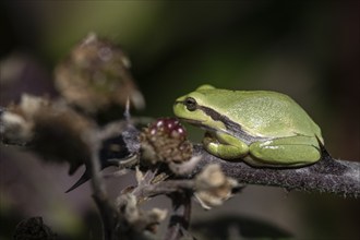 Tree frog (Hyla arborea), Lower Saxony, Germany, Europe