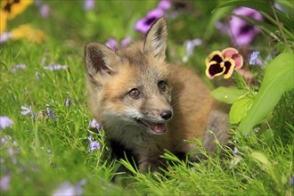 Red fox (Vulpes vulpes), young animal, meadow, flower, ten weeks old, portrait, Montana, USA, North