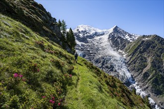 Mountaineer between alpine roses on a hiking trail, impressive mountain landscape with glacier,