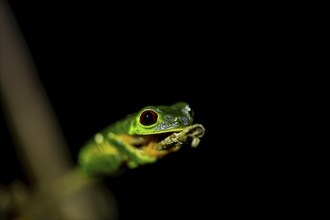 Red-eyed tree frog (Agalychnis callidryas), sitting on a branch, at night in the tropical