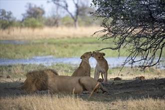 Lion (Panthera leo), animal family, adult male lying in dry grass, two cubs playing, Khwai,