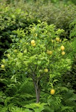 Lemon tree with fruit (Citrus × limon), North Rhine-Westphalia, Germany, Europe