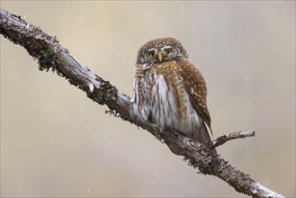 Pygmy owl (Glaucidium passerinum), Luce, Mountain area, Luce, Styria, Slovenia, Europe