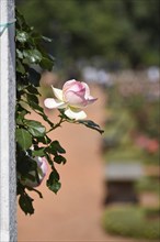 White and pink roses in bloom in Rosedal, the rose garden in Buenos Aires, Argentina, South America