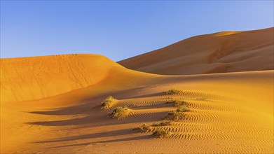 Wind-sculpted sand structure with green vegetation in the Rub al Khali desert, Dhofar province,