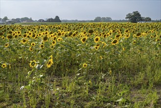 Sunflower field (Helianthus annuus), North Rhine-Westphalia, Germany, Europe