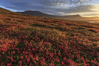 Autumn coloured blueberry bushes, red, morning light, cloudy mood, autumn, mountains, Stora