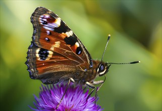 Detailed macro of a peacock butterfly (Aglais io), with a focus on the striking eyes, AI generated