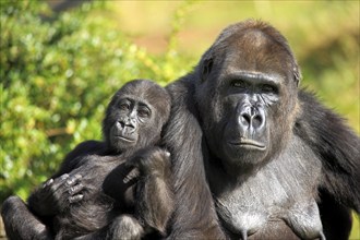 Western gorilla (Gorilla gorilla), adult, female, juvenile, portrait, social behaviour