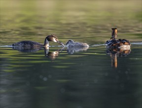 Great Crested Grebe (Podiceps Scalloped ribbonfish), two adults and juveniles swimming on a pond,