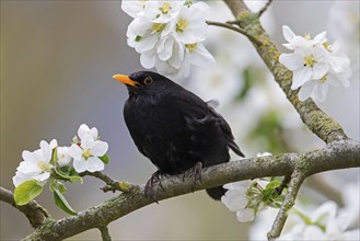 Common blackbird, Eurasian blackbird (Turdus merula) male perched in blossoming fruit tree in