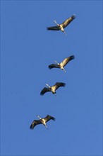 Four cranes flying in a row in the blue sky, crane (Grus grus) wildlife, Western Pomerania Lagoon