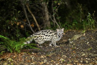 Common genet (Genetta genetta), wildlife in a forest, Montseny National Park, Catalonia, Spain,