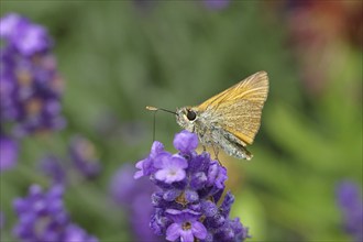 Large skipper (Ochlodes venatus), collecting nectar from a flower of Common lavender (Lavandula