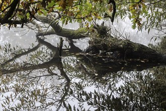 Willow (Salix) reflected in the water, Emsland, Lower Saxony, Germany, Europe