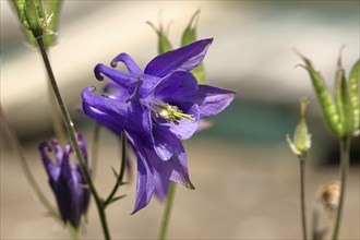 Columbine (Aquilegia vulgaris), blue flower at the edge of a forest, Wilnsdorf, North