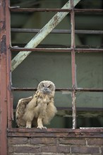 Eurasian eagle-owl (Bubo bubo), fledgling, stretching its wings, in an old window frame, industrial