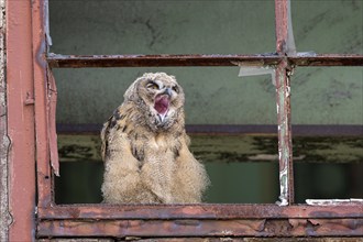 Eurasian eagle-owl (Bubo bubo), fledgling, yawning, in an old window frame, industrial wasteland,