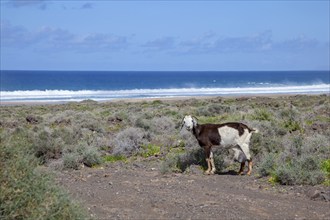 Cabras de Costa, wild goat, Playa de Cofete, Fuerteventura, Canary Island, Spain, Europe