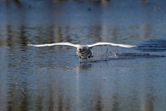 Mute swan (Cygnus olor), adult bird approaching, landing, subsidence area, Bottrop, Ruhr area,