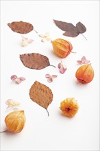 Composition with yellow and brown beech autumn leaves and hydrangea flowers, mockup on white