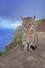 Panoramic view of the Atlantic, house cat, travel tip, travel, holiday, natural beauty, hiking