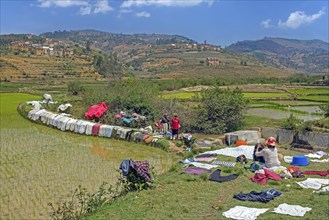 Laundry drying on dike of terraced rice field in Betsileo rural village in the Ambositra District,