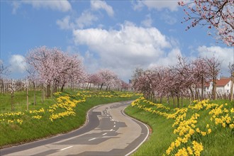 Country road with blossoming almond tree (Prunus dulcis), Nußdorf, Southern Palatinate, Palatinate,