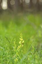 Glandular balsam (Impatiens glandulifera), Indian balsam, red balsam, Himalayan balsam, farmer's