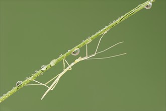 Pink Winged Stick Insect or Winged Stick Insect (Sipyloidea chlorotica, Sipyloidea sipylus), nymph,