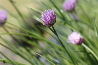 Chive (Allium schoenoprasum), in bloom, North Rhine-Westphalia, Germany, Europe