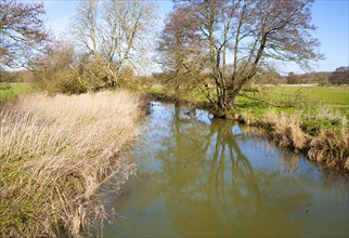 Greenish water and reeds in the channel of the River Deben near Easton, Suffolk, England, United