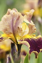 Beautiful multicolored iris flower bloom in the garden. Close up, fragility and summer concept