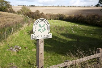 Piggle Dene is a National Trust area of chalk dry valley with sarsen stones, Lockeridge, Wiltshire,