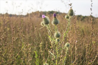 Thistle on a background of field of grass