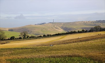 Chalk landscape view to Lansdowne monument, Cherhill, North Wessex Downs, Wiltshire, England, UK