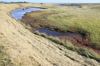 Flood defence sea wall dyke view north over coastal salt marsh to Shingle Street, Alderton,