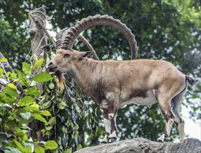 Mountain goat with big horns in Singapore Zoo