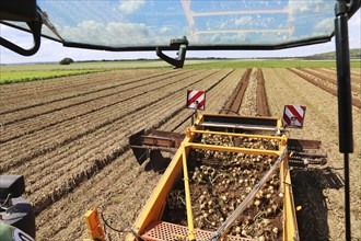 Farmer Markus Frank from Frankenthal during the agricultural onion harvest (onion harvesting)