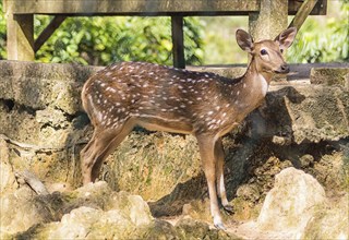 Young sika deer in the national park