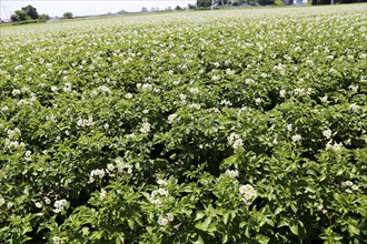 Flowering potato field near Mutterstadt, Rhineland-Palatinate