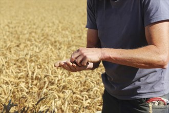 Farmer checks his grain